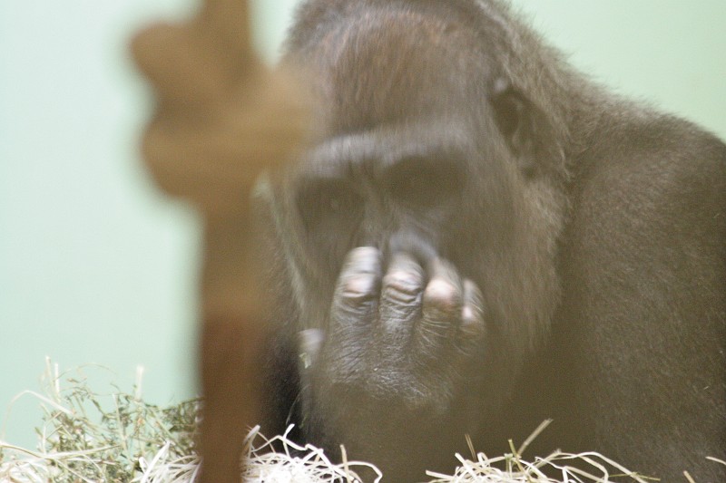 Fotoclubje Blijdorp 2008-95.jpg